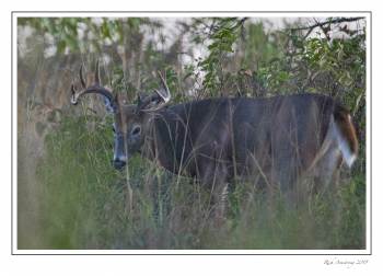 10 pt buck 2j copy.jpg